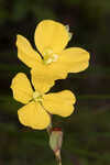 Narrowleaf primrose-willow